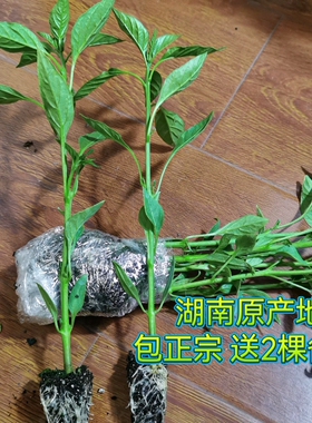 正宗樟树港辣椒苗 湖南岳阳樟树镇原产地湘阴特产 薄皮软皮辣椒秧