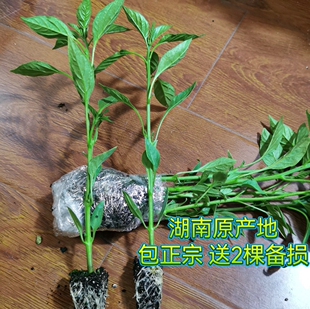 正宗樟树港辣椒苗 湖南岳阳樟树镇原产地湘阴特产 薄皮软皮辣椒秧