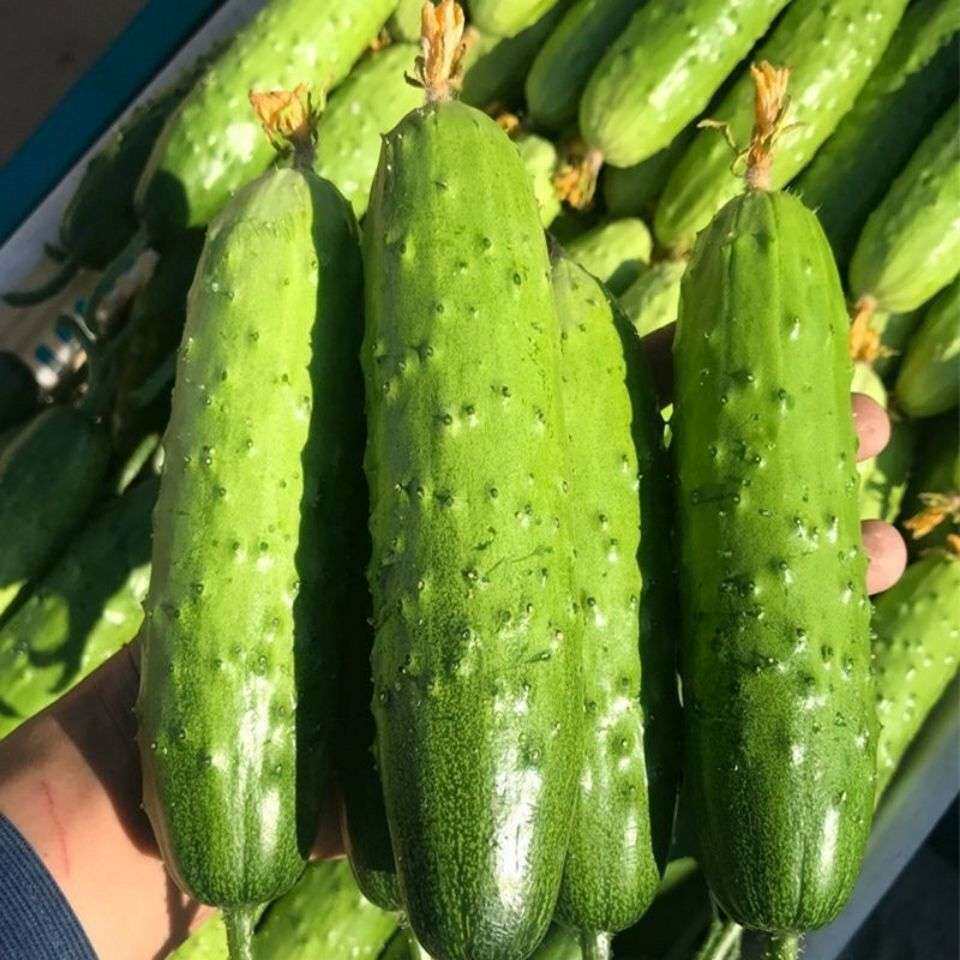 旱黄瓜种子高产青瓜种籽本地王老品种脆甜秋瓜黄瓜种子大全