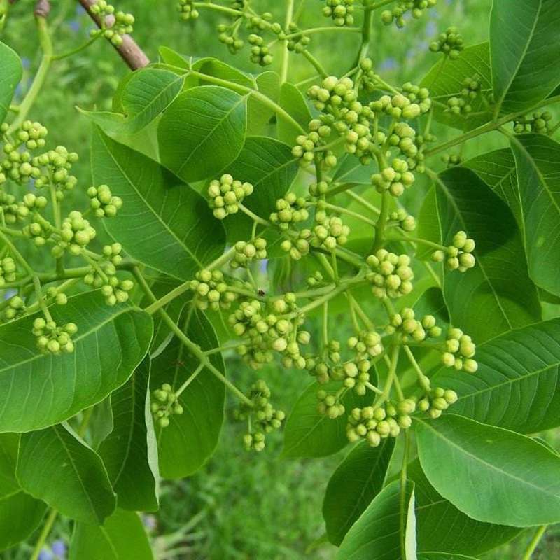 林木种子黄菠萝树种子植物黄檗种子关黄柏种子四季庭院耐寒耐旱热