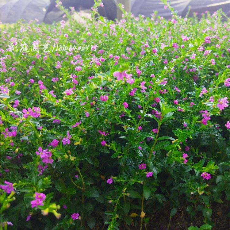 满天星细叶距花紫雪茄花星花红花满苗天星小盆栽庭院萼花境矮绿篱