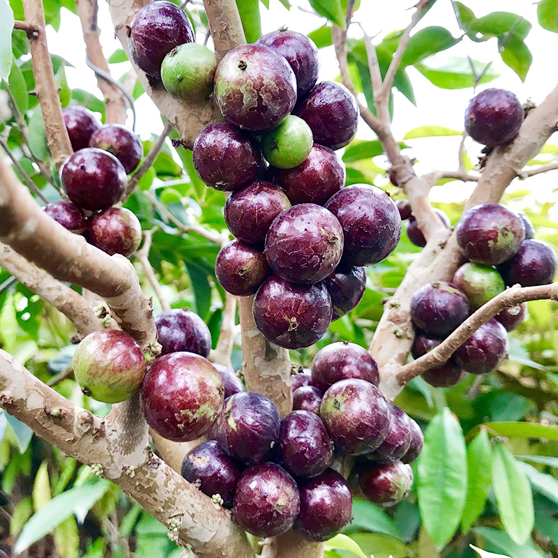 四季嘉宝果苗台湾树葡萄树苗早生品种罕见水果盆栽当年结果带土叶