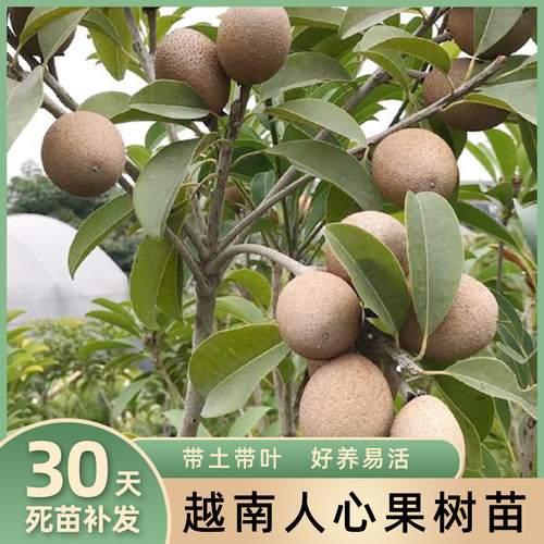 越南品种人参盆栽四季好养水果苗