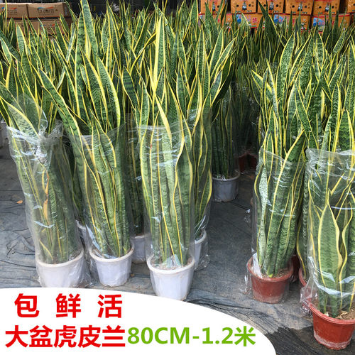 大型虎皮兰盆栽办公室内易活客厅