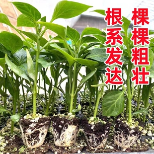高产螺丝椒辣椒苗香辣特大薄皮陇椒秧孑辣椒种籽四季阳台庭院菜苗