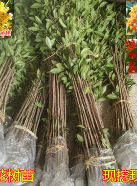 金桂花丹桂沉香桂日香桂花小苗盆栽地栽树苗四季桂包邮包成活