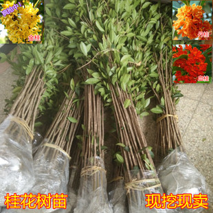 金桂花丹桂沉香桂日香桂花小苗盆栽地栽树苗四季桂包邮包成活