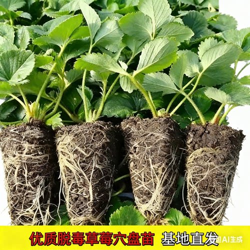 四季草莓苗奶油红颜秧大