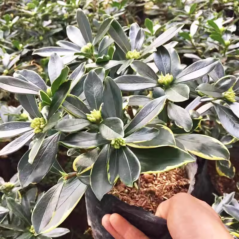 金边瑞香盆栽室内耐寒花卉植物浓香花苞室外四季净化空气庭院阳台