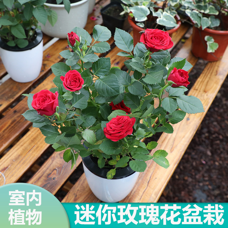 迷你玫瑰花盆栽带花苞四季开花室内阳台养花卉微型玫瑰月季