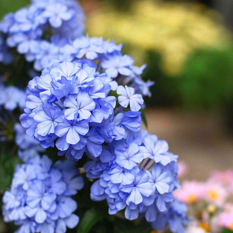 阪果舍蓝雪花棒棒糖盆栽植物大苗爬藤大苗特大花苗兰雪花红雪花
