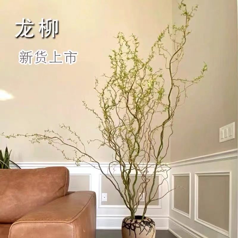 龙柳四季水养鲜枝纯水培植物