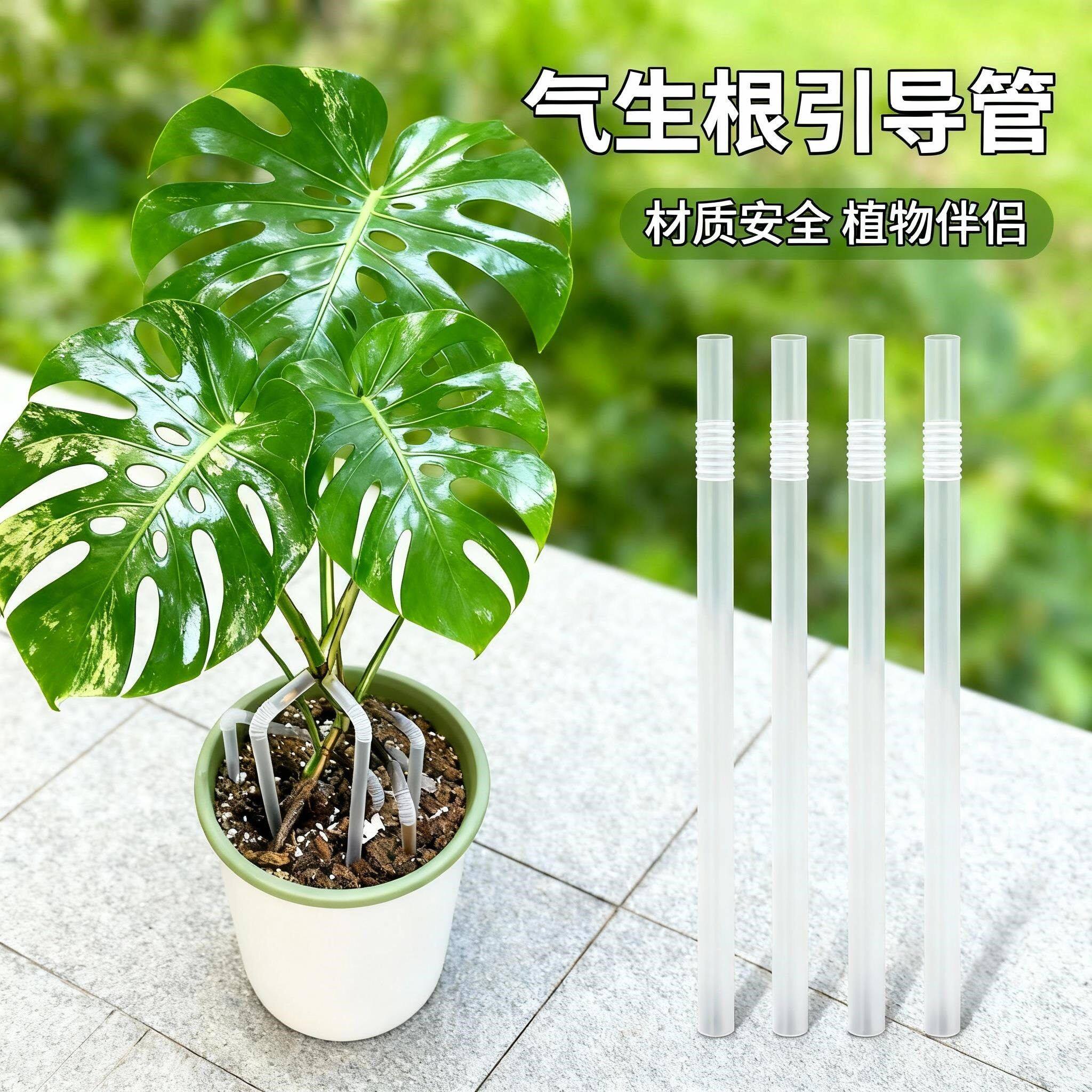 懂花花龟背竹气生根引导管蝴蝶兰固定神器矫正套管龟背竹支撑杆
