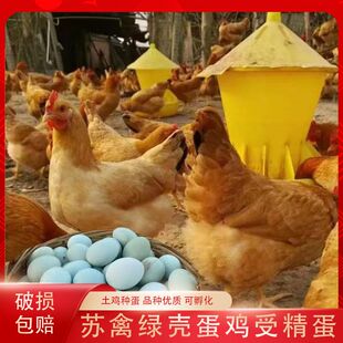 纯种苏禽绿壳蛋鸡种受精种蛋天然养殖小脚三黄鸡受精种蛋新鲜现发