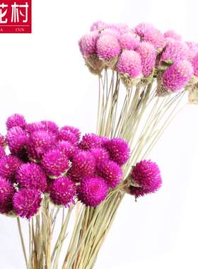 【赞花村】千日粉千日红干花花束 家庭家装家饰花艺制品真花花材
