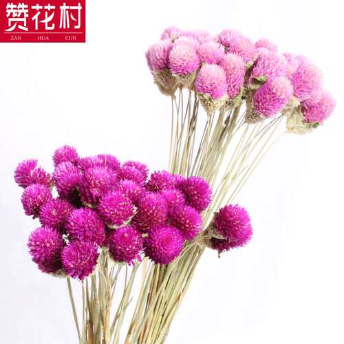 【赞花村】千日粉千日红干花花束 家庭家装家饰花艺制品真花花材