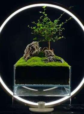 LED鱼缸灯水草景观 彩虹灯 迷你微景观水族植物补光灯水草灯