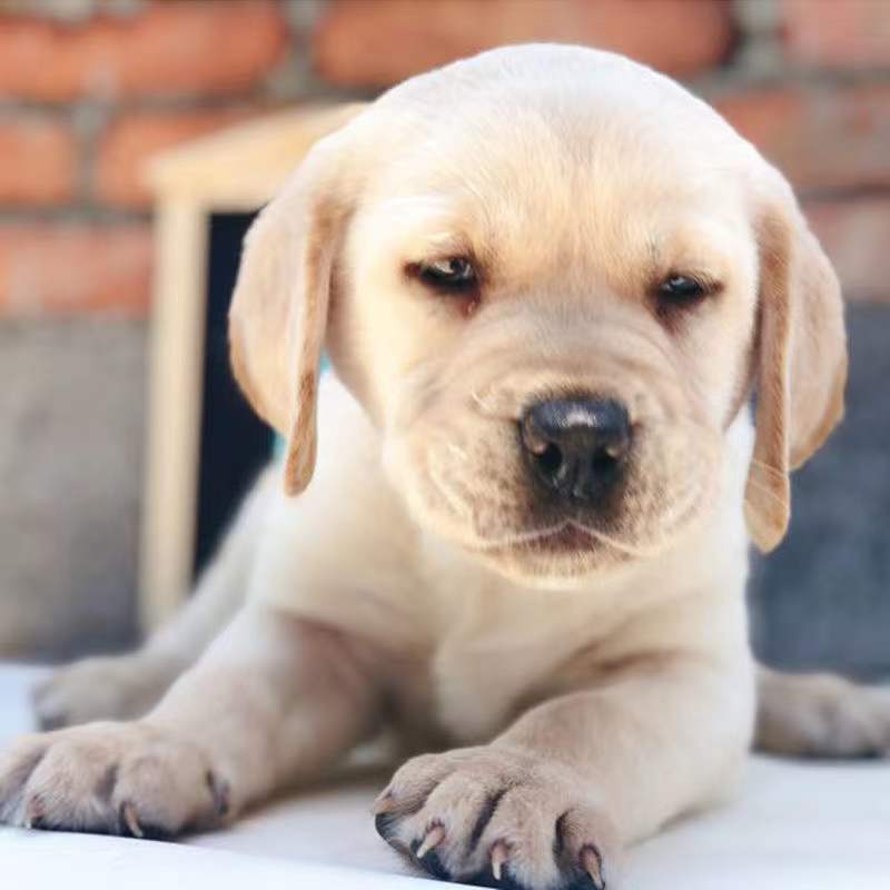拉布拉多幼犬小狗狗活体宠物真狗黑色拉布拉多活体神犬小七大