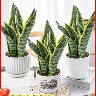 Golden edged tiger skin green plants potted hydroponics ind