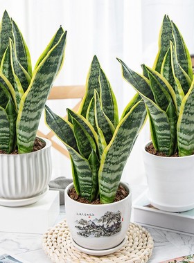 Golden edged tiger skin office living room easy to live p