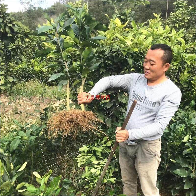福建官溪平和三红柚子苗管溪红心蜜柚苗三红蜜柚树苗红肉密柚苗