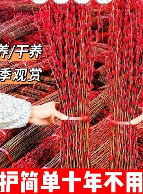 银柳干花真花鲜枝水培植物红色银柳年宵花卉福桶客厅室内装饰干花