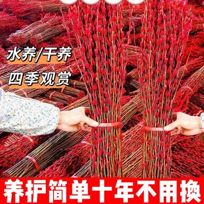 银柳干花真花鲜枝水培植物红色银柳年宵花卉福桶客厅室内装饰干花