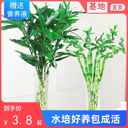 水培富贵竹转运竹龙竹开运竹观音竹植物客厅办公室内盆栽花卉包邮