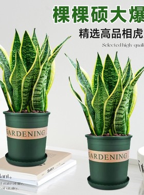 金边虎皮兰虎尾兰盆栽花卉多肉水培植物绿植室内吸四季常青客厅