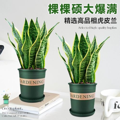 金边虎皮兰虎尾兰盆栽花卉多肉水培植物绿植室内吸四季常青客厅