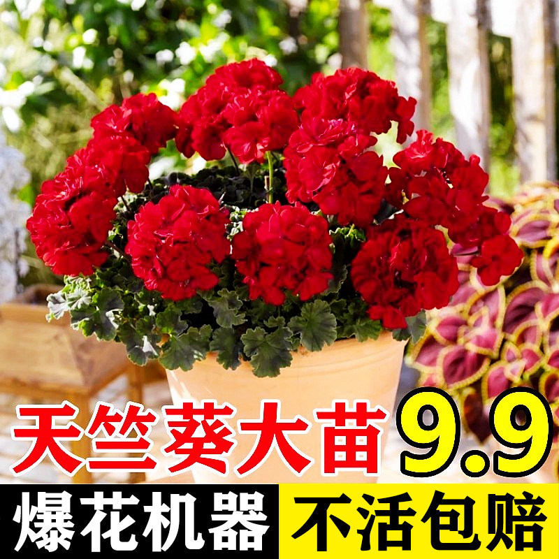 重瓣天竺葵盆栽花苗大花多季开花不断洋绣球苗室内阳台好养的花卉