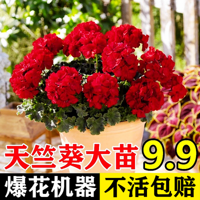 重瓣天竺葵盆栽花苗大花多季开花不断洋绣球苗室内阳台好养的花卉