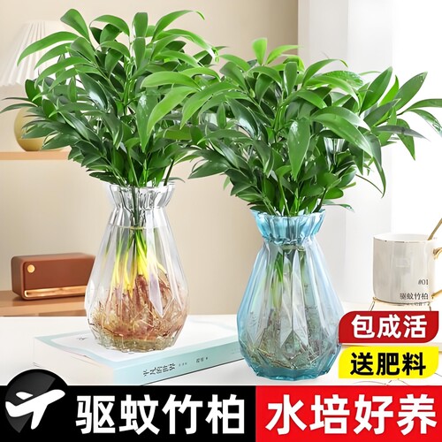 水培驱蚊【蚊子克星】竹柏盆栽花卉富贵竹水养植物驱蚊草办公室内
