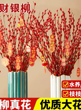 银柳干花真花鲜枝水培植物红色银柳年宵花卉福桶客厅室内装饰干花