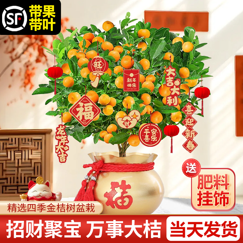 四季金桔树苗盆栽带果可食用新年室内橘子果树绿植沙砂糖桔树果苗