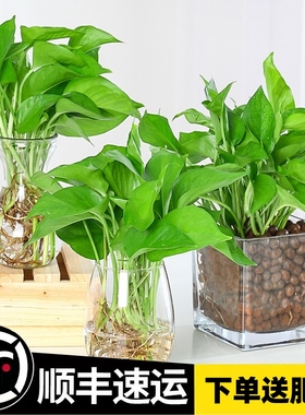 绿萝盆栽室内高颜值花净化空气植物花卉水培绿植吊兰长藤大叶绿箩
