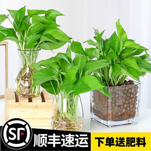 绿萝盆栽室内高颜值花净化空气植物花卉水培绿植吊兰长藤大叶绿箩