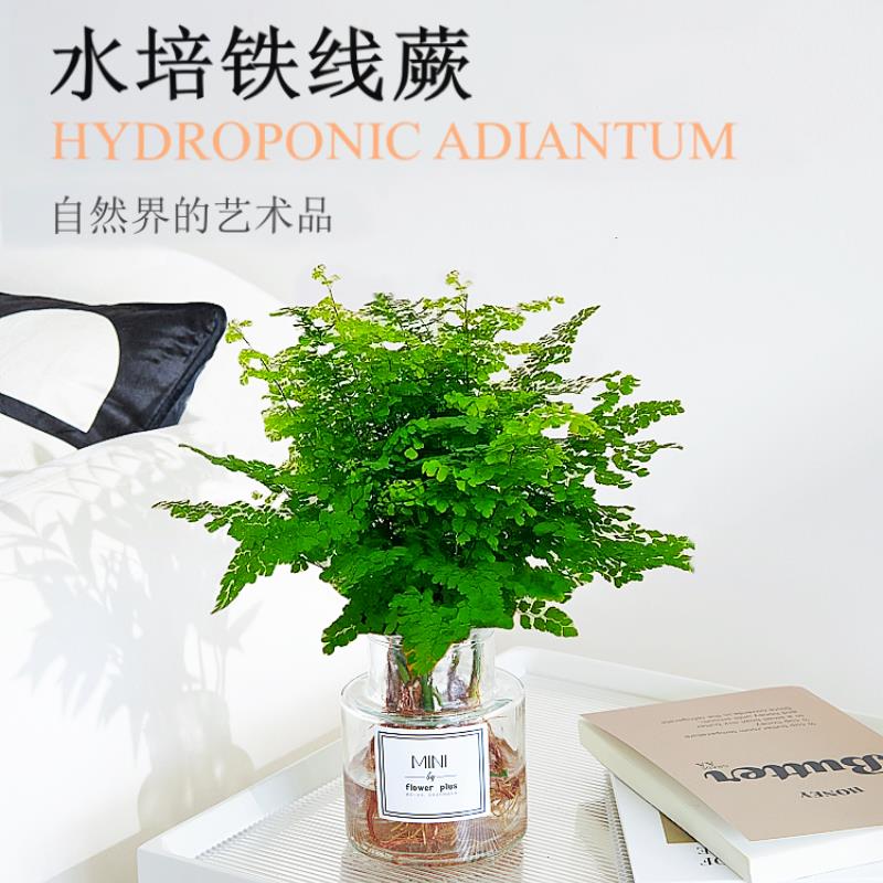 绿植花卉耐阴净化空气水培 铁线蕨盆栽铁丝草多年生常绿草本观叶