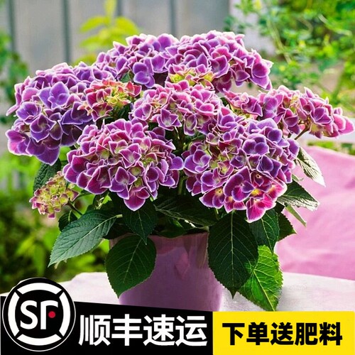 无尽夏绣球花苗盆栽带花苞高颜值花卉绿植物室内阳台庭院老桩鲜花