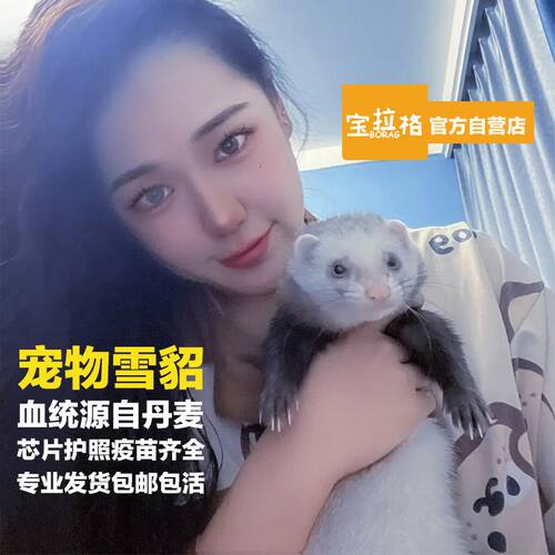雪貂活体宠物雪貂幼崽雪貂活物雪貂幼崽 安格鲁认主萌宠