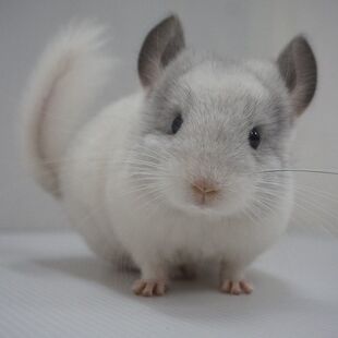 宠物龙猫幼体家养龙猫小龙猫活物长毛龙猫标灰银斑米色紫灰粉白