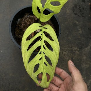 me巨洞龟背竹3叶以上,不挑叶长30+