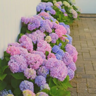 华姐云南基地无尽夏带花苞云南基地直发室内外庭院