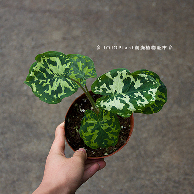 浇浇植物超市JOJOplant  淘宝直播间专拍伯乐锦油画女郎瓦塞维奇