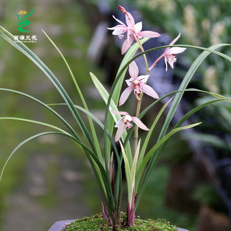 翁源兰花苗四季建兰老种高端铭品贵夫人带花浓香好养室内绿植花卉