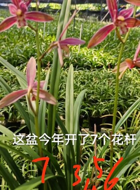 大地红 建兰四季兰细叶大花 浓香 花高出架 非常好养