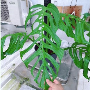浇浇植物巨洞龟背竹Monstera epipremnoides爬藤室内原种进口热植