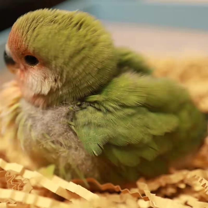 牡丹鹦鹉活鸟黄桃绿桃鹦鹉幼崽雏鸟半毛小鸟一对宠物鸟手养亲人