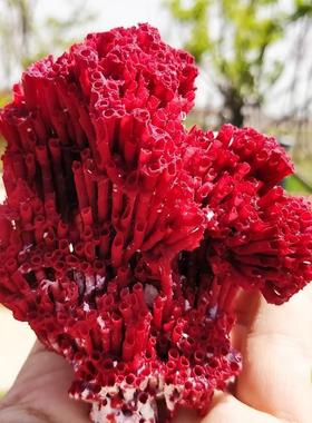 超大珊瑚骨造景海缸海底防真珊瑚摆件天然海珊瑚石化石礁石大块