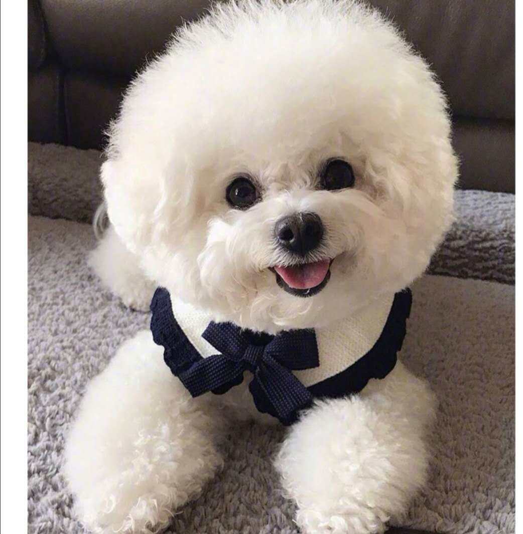 纯种比熊幼犬狗活物小型泰迪真狗长不大宠物狗迷你超小型宠物